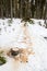 Cut down spruce tree lying in the snow