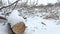Cut down tree branch in snowing winter forest swamp dry grass nature