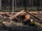 Cut down tree logs laying on the ground in the forest. Deforestation concept