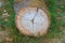 A cut down tree showing the rings in the trunk of the wood