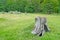 Cut down tree in Tierra del Fuego