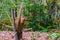 Cut down tree trunk in closeup, liesbos forest of breda, The netherlands