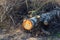 The cut down tree trunk lying in the forest in autumn. Environment damage and destruction, nature pollution concept.