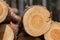 cut down tree trunks woodlog in forest in piles