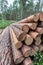 cut down tree trunks woodlog in forest in piles