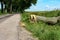 Cut down trees near the road, cutting down trees on the sides of the highway