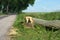 Cut down trees near the road, cutting down trees on the sides of the highway