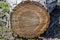 Cut of fallen walnut tree, sawed wooden log. Close-up.