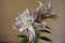 Cut flowers of pinkish white oriental lilies
