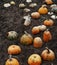 Cut halves of pumpkins in the fall in the field for compost