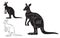 Cut of kangaroo set. Poster Butcher diagram - desert-ship. Vintage typographic hand-drawn