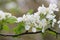 Cut-leaf crabapple Malus transitoria with white flowers