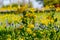 Cut Leaf Groundsel, Bright Yellow Texas Wildflower