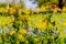 Cut Leaf Groundsel Bright Yellow Texas Wildflower mixed with other Wildflowers