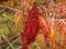 Cut leaf staghorn sumac flower close up in autumn.