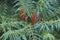 Cut-leaf staghorn sumac flowers
