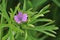 Cut-leaved Cranesbill