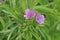 Cut-leaved Cranesbill