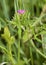 Cut-leaved Cranesbill