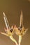 Cut-leaved Cranesbill (geranium dissectum)