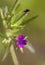 Cut-leaved Cranesbill - Geranium dissectum Digitally Painted