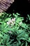 Cut-leaved Toothwort  15616