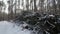 Cut logs and branches from a tree trunk lying in the forest partially covered in snow