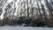 Cut logs and branches from a tree trunk lying in the forest partially covered in snow