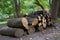 Cut logs fire wood after cleaning the park in summer