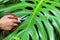 Cut madagascar palm leaf