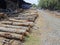 the cut mangrove logs are dried outdoor the factory before bring into the factory