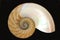 A Cut Nautilus Shell Isolated on Black