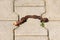 Cut off broken partially dry old vine twig left on suburban family house stone tiles driveway next to small green plant