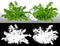 Cut out fern plant. Decorative garden plant.