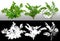 Cut out fern plant. Decorative garden plant.