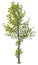 Cut out green tree. Tree in summer isolated