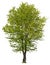 Cut out green tree. Tree in summer isolated