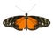 Cut out image of a longwing butterfly