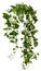 Cut out ivy plant. Tropical vegetation