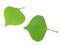 Cut out outline green leaf isolated on white background, Erythrina variegata leaves plant nature, Erythrina, eguminosae,