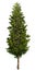 Cut out pine tree. Coniferous