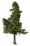 Cut out pine tree. Spruce isolated