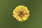 Cut Out of a Single Yellow Zinnia Flower on Green Background
