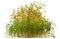 Cut out wild plant. Yellow foliage and bunch of grass