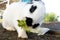 A cut pet rabbit nibbling on lettuce