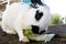 A cut pet rabbit nibbling on lettuce