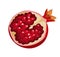 Cut pomegranate illustration