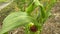 A cut red bug sitting on a leaf of corn at farmland. Close-up of exotic insect on maize field in the countryside.