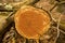Cut red cedar log reveals red heartwood in Glastonbury Connecticut