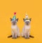 Cut Siamese Party Cats Wearing Birthday Hats